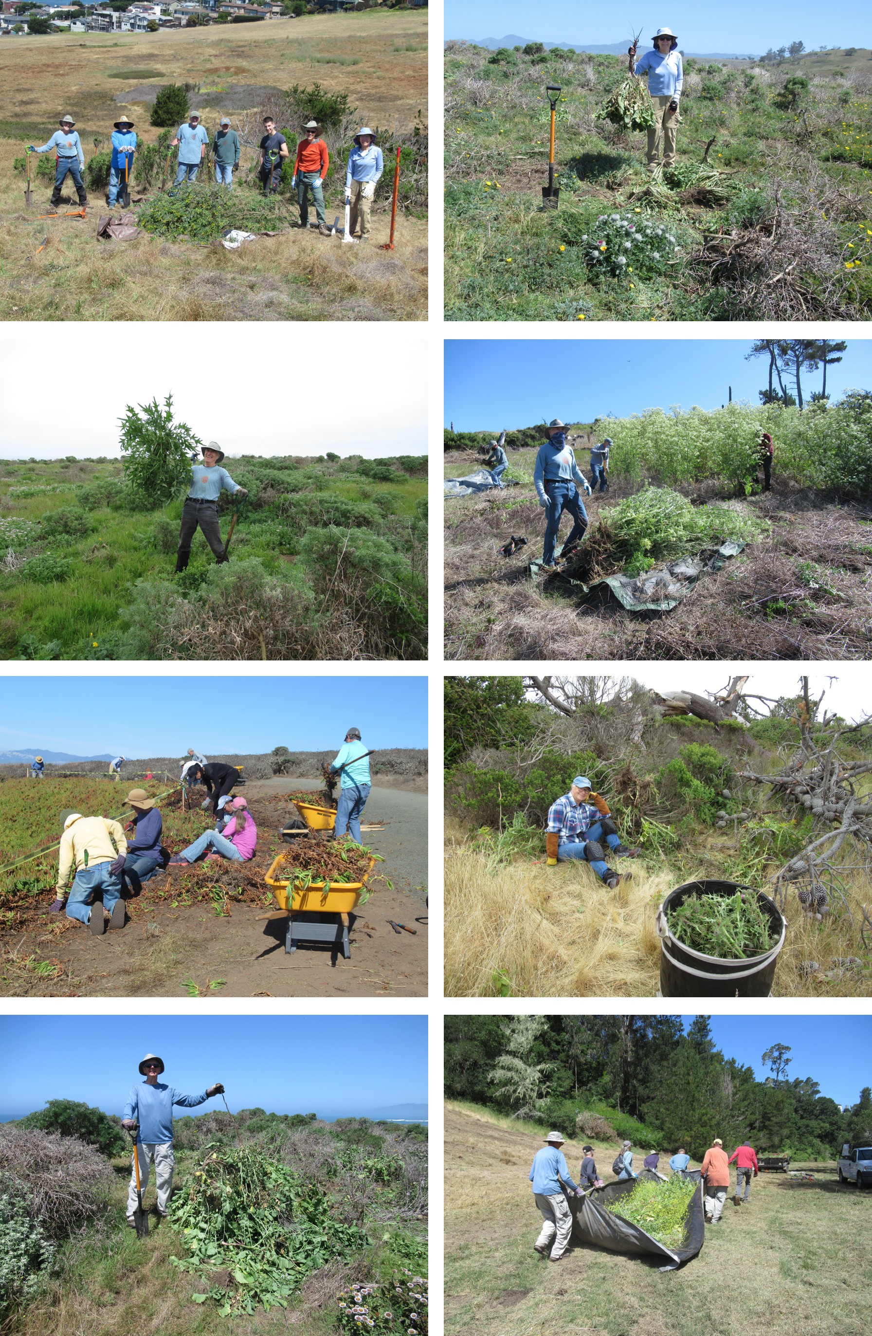 eight images of volunteers weeding on the Ranch